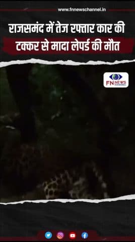 राजसमंद में तेज रफ्तार कार की टक्कर से मादा लेपर्ड की मौत
