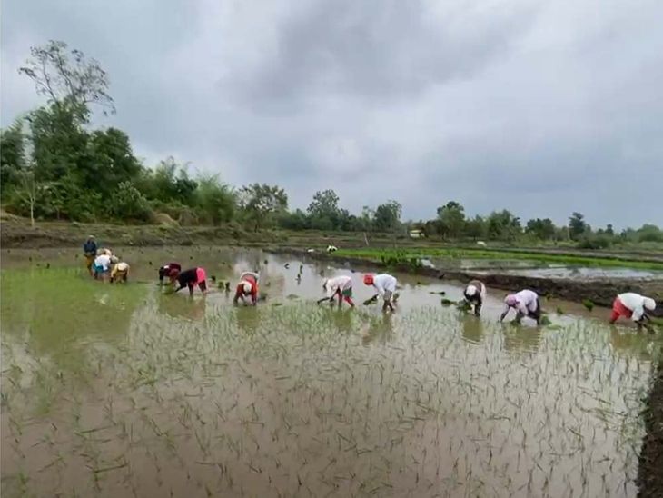 बालाघाट में मानसून की जोरदार वापसी: वारासिवनी में 16 इंच बारिश, धान की बुआई ने पकड़ी रफ्तार