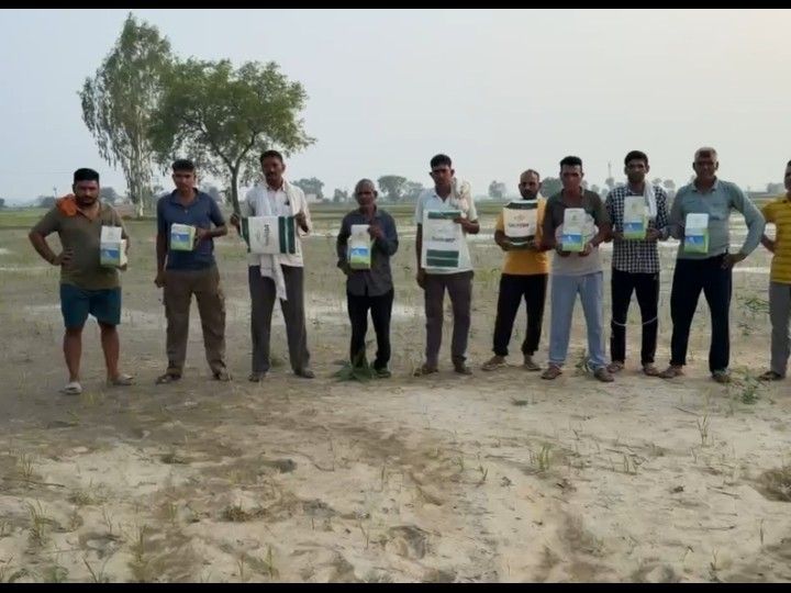 कैथल: घटिया बीज और स्प्रे से 70 एकड़ धान की फसल बर्बाद, किसानों का फूटा गुस्सा